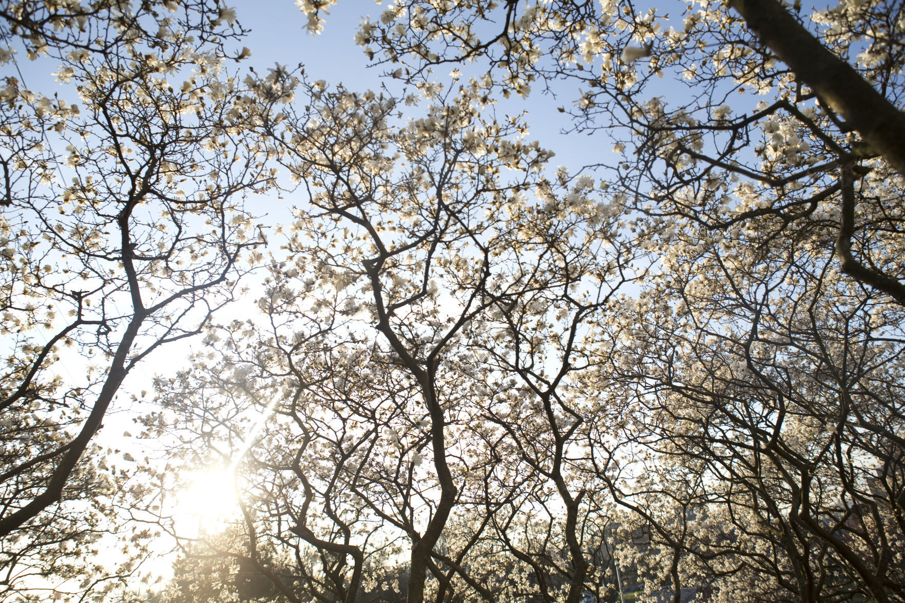 hr blossoms 031220 p02